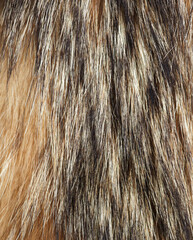 Animal fur as an abstract background.