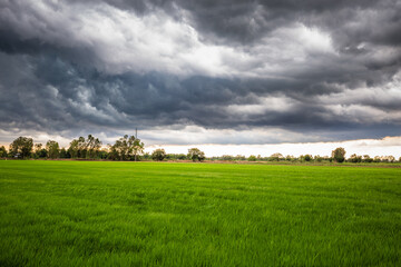 Obraz premium Storm Clouds Over Rice Field