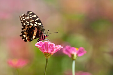 Fototapeta na wymiar Beautiful butterfly rests on a flower in the Lake Manyara National Park, Tanzania