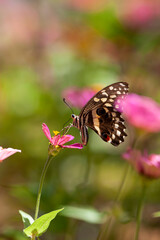Beautiful butterfly rests on a flower in the Lake Manyara National Park, Tanzania