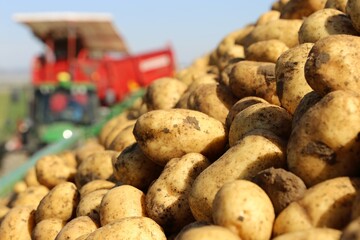 Landwirtschaftliches Kartoffeln Roden