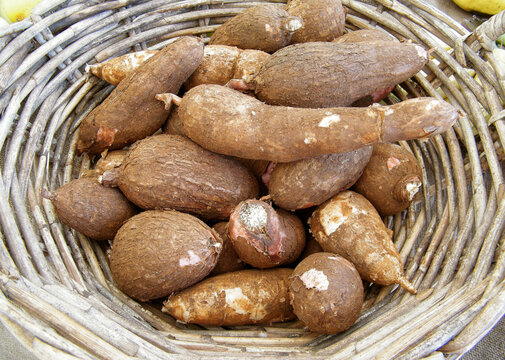 Manioc (cassava) in cane basket