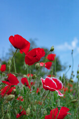 Wild flowers - poppies, cornflowers, daisies in the meadow.
