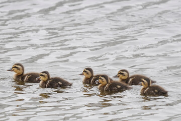 fledgling of wild bird duck    