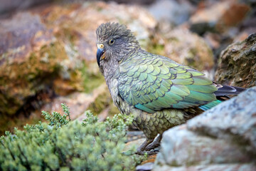 Protected mountain parrot, Kea, Nestor notabilis, endangered brown-green parrot from South Island, New Zealand, sitting on a rock. Side view, rocky backgrounds, natural environment.