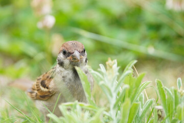 Naklejka na ściany i meble sparrow on grass