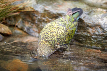 Alpine parrot, Kea, Nestor notabilis with head under water. Protected  olive-green parrot with scarlet underwings. Endemic to New Zealand. Side view, rocky pool, alpine natural environment.