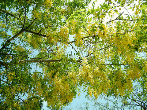 The blooms of Esala. The beautiful golden yellow flowers of the tree were in full bloom. Purging Cassia ( Cassis fistula Linn ) national flower of Thailand