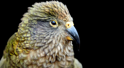 Isolated on black background, portrait of alpine parrot, Kea, Nestor notabilis, protected  olive-green parrot with scarlet underwings. Endemic to New Zealand.