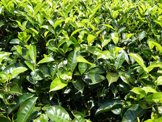 Tea plantation of Sri Lanka.Fresh tea leaf before pick up at tree top.