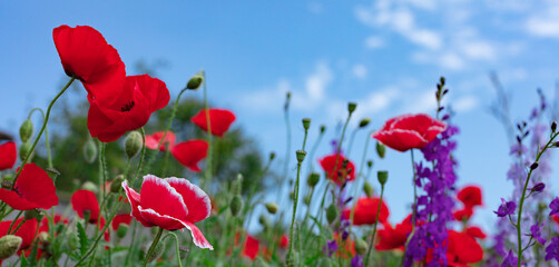 Obraz premium Wild flowers - poppies, cornflowers, daisies in the meadow.