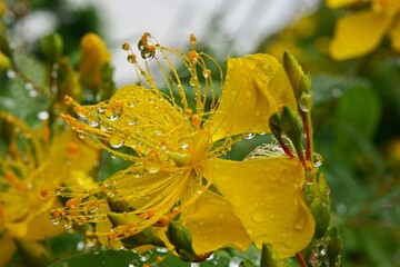 雨のビヨウヤナギ
