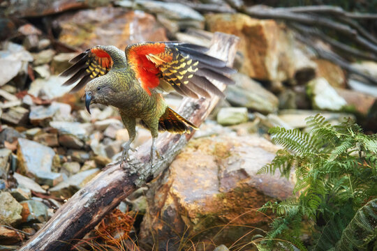 Flying alpine parrot, Kea, Nestor notabilis, protected  olive-green parrot with scarlet underwings. Bird endemic to South Island, New Zealand.