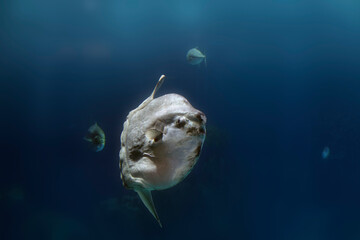 Sea water aquarium sunfish