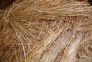 Hay stock.Bundle of dried rice plant.Dry grass bunches.Hay bale