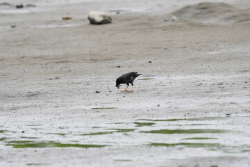 crested myna on shore