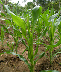 Green corn field.Farming of Cone in Sri Lanka.