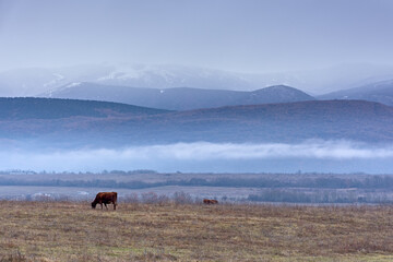 A brown cow grazes in a meadow in winter against the backdrop of mountains. Winter village landscape with mountains and fog. The breeding of cows. A picturesque landscape with a purple haze.