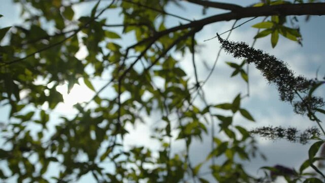 &Auml;ste mit Lavendel in der Sonne 02