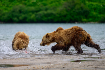 Ruling the landscape, brown bears of Kamchatka (Ursus arctos beringianus)