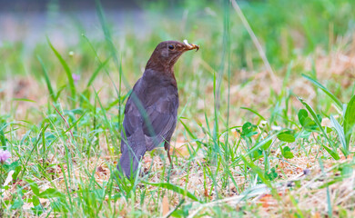 common blackbird female found food
Scientific name- Turdus merula