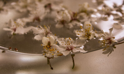 elderberries in water 
