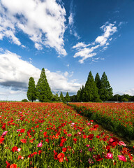 千葉県・あけぼの山農業公園・ポピー