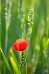 Fototapeta premium Poppy flowers in the sun.