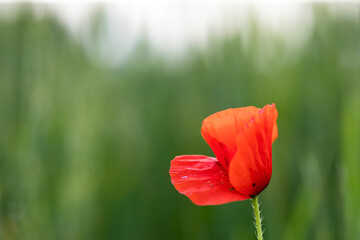 Obraz premium Poppy flowers in the sun.