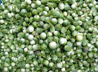 Solanum melongena, Egg plant, Ela batu, Herbal Plants of Asia