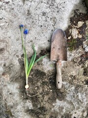 Garden life with muscari flowers