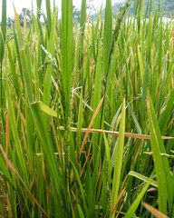 Rice paddy field with just before harvest.Paddy farm in Sri Lanka.Young rice seeds.