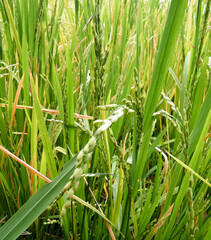 Rice paddy field with just before harvest.Paddy farm in Sri Lanka.Young rice seeds.