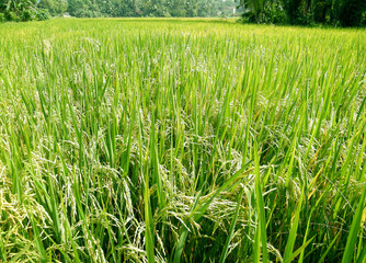Rice paddy field with just before harvest.Paddy farm in Sri Lanka.Young rice seeds.