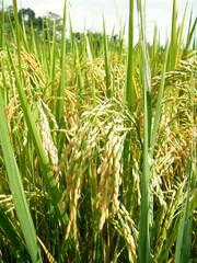 Obraz premium Rice paddy field with just before harvest.Paddy farm in Sri Lanka.Young rice seeds.