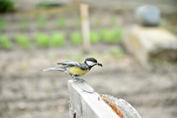 The Great Tit (Parus major) is a passerine bird from the Paridae family of tits that collects and catches insects in the garden to feed its chicks. Great tit near nest in household backyard.