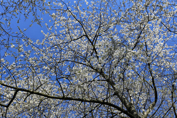 Detail of blooming spring time tree top against the blue sky
