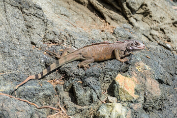 Green Iguana on the rocks of St. Thomas island