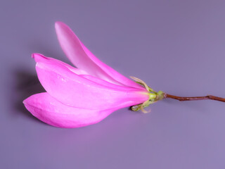 Inflorescence of magnolia liliflora on a rose background with copy space closeup