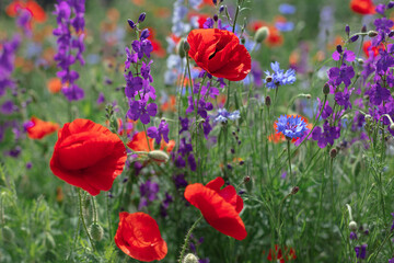 Obraz premium Wild flowers - poppies, cornflowers, daisies in the meadow.