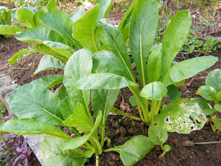Freshly radish in the field.