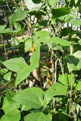 Green leafy vegetable. long beans. Phaseolus vulgaris.  string, field, flageolet, French , garden, harico, pop , or snap.