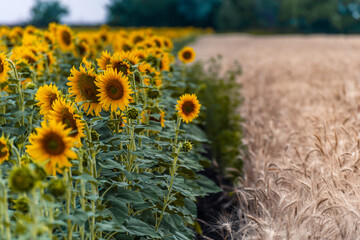 Landscape with sunflowers field and wheat © firewings
