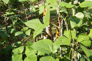 Green leafy vegetable. long beans. Phaseolus vulgaris.  string, field, flageolet, French , garden, harico, pop , or snap.