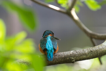 美しき青い鳥　カワセミ