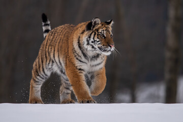 Siberian Tiger running in snow. Beautiful, dynamic and powerful photo of this majestic animal. Set in environment typical for this amazing animal. Birches and meadows