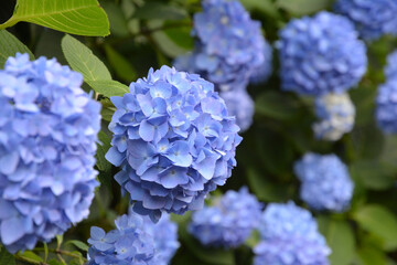 あじさい、アジサイ、紫陽花