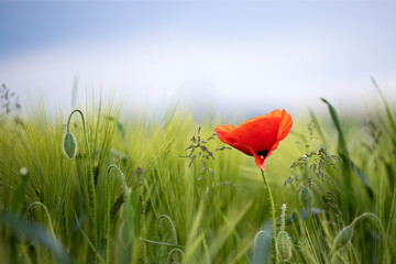 Poppy flowers in the sun.