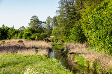 Puszcza Knyszyńska. Szlaki turystyczne Podlasia. Piękno Podlasia, Polska © podlaski49