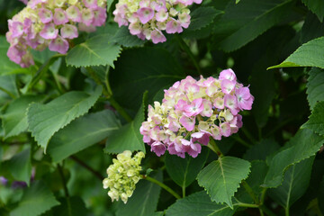 あじさい、アジサイ、紫陽花